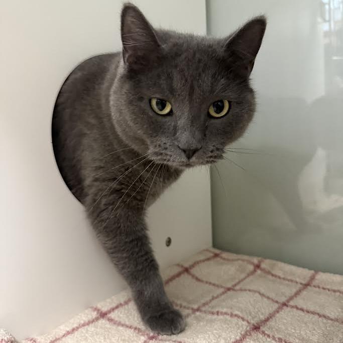 Enlarge Nami, a Adoptable mixed breed in Saint Cloud, MN image 2/5