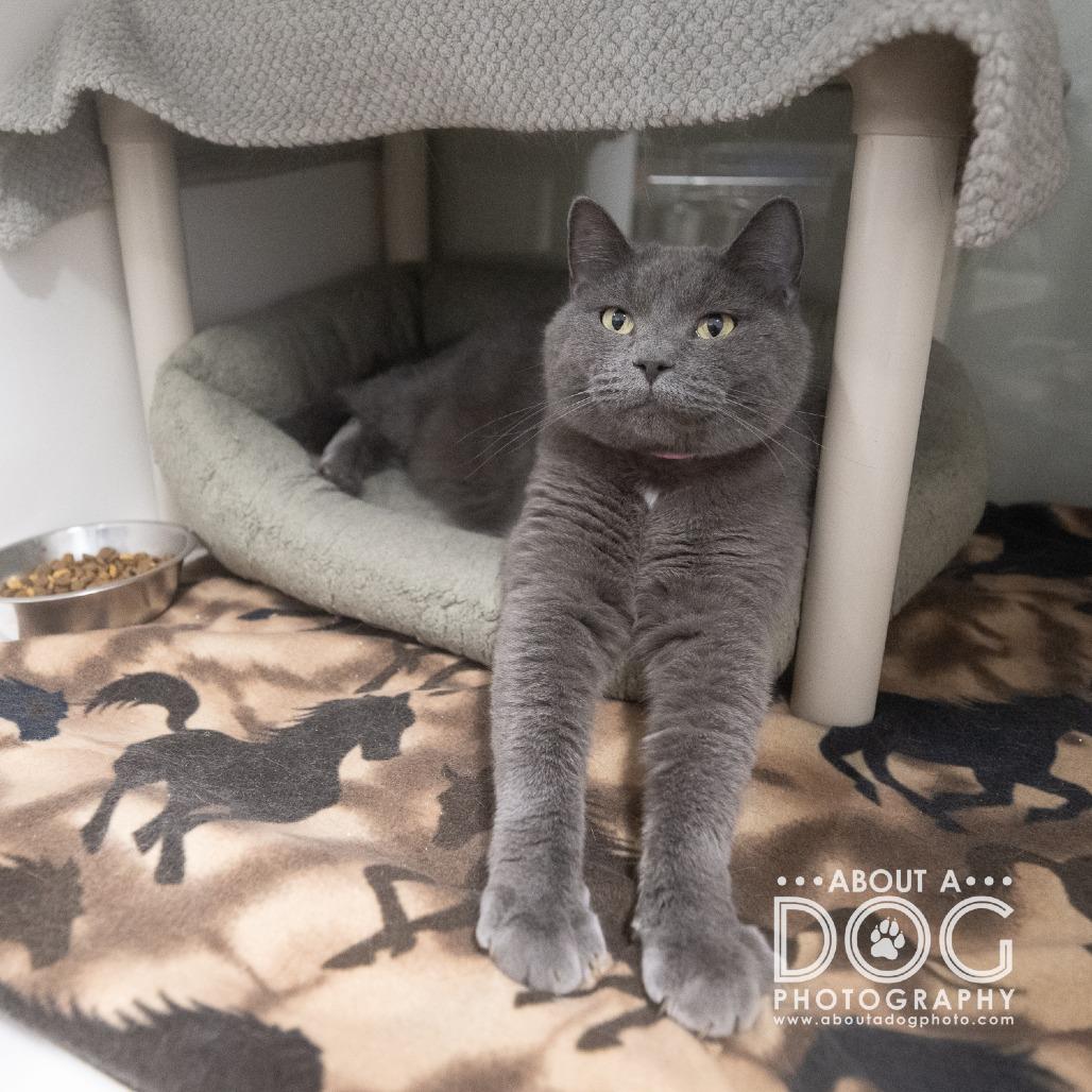 Enlarge Nami, a Adoptable mixed breed in Saint Cloud, MN image 3/5