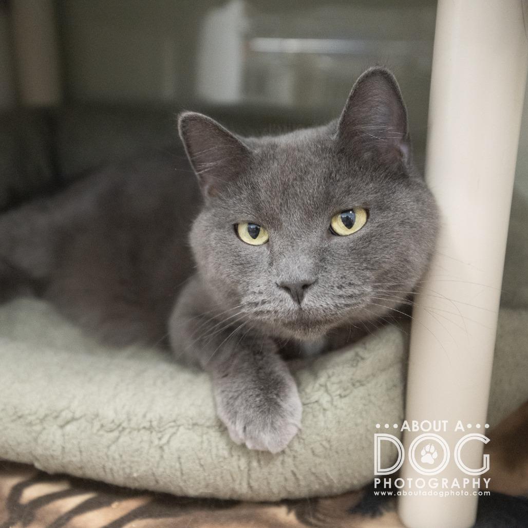 Enlarge Nami, a Adoptable mixed breed in Saint Cloud, MN image 4/5