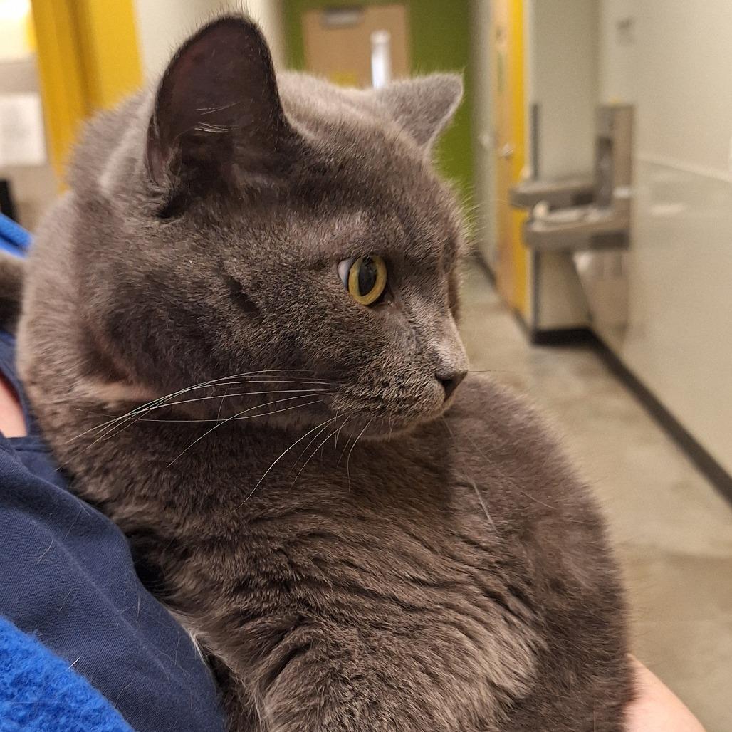 Enlarge Nami, a Adoptable mixed breed in Saint Cloud, MN image 5/5