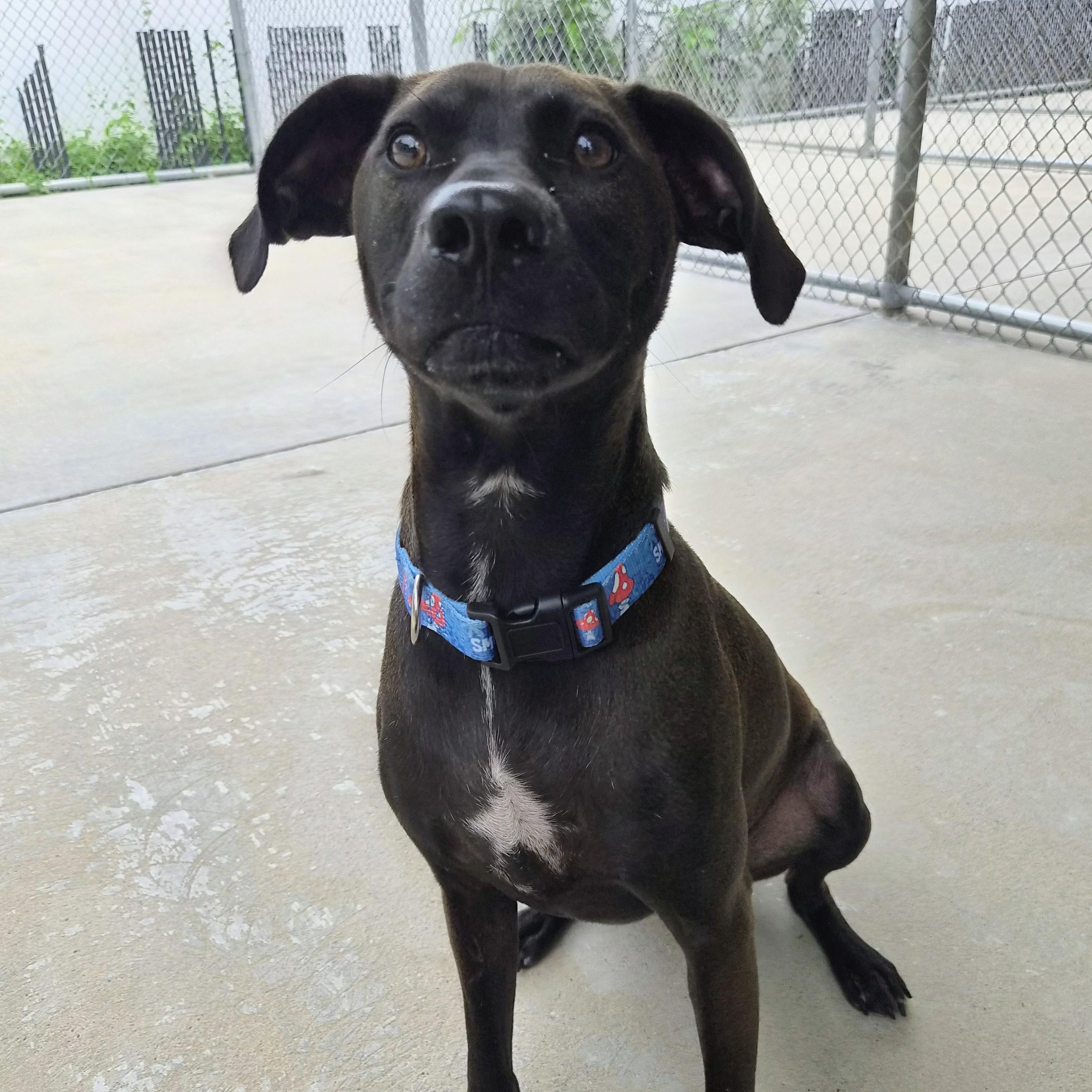 Finn, a ADOPTABLE mixed breed in Cornelius, NC image 6/6