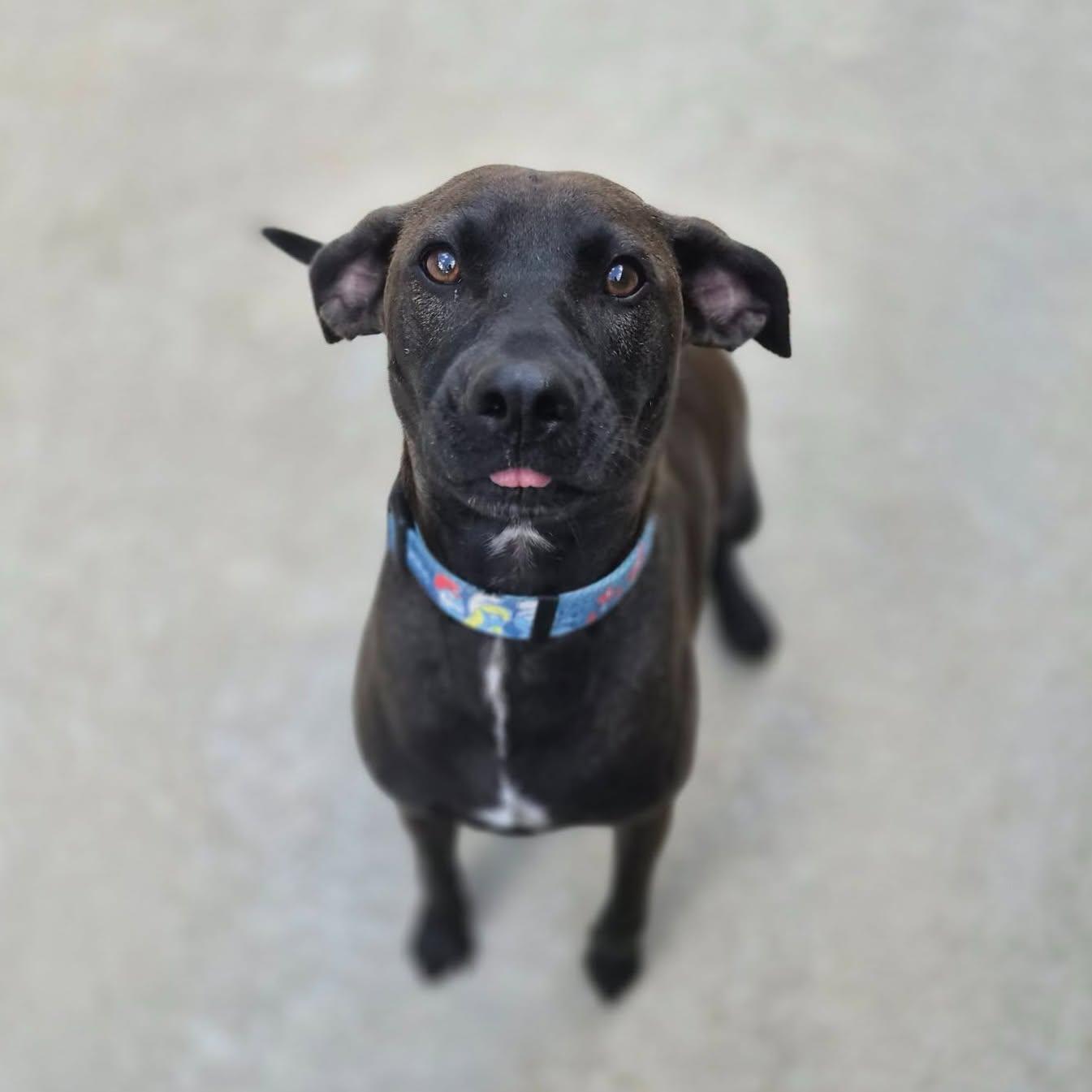 Enlarge Finn, a Adoptable mixed breed in Cornelius, NC image 3/6