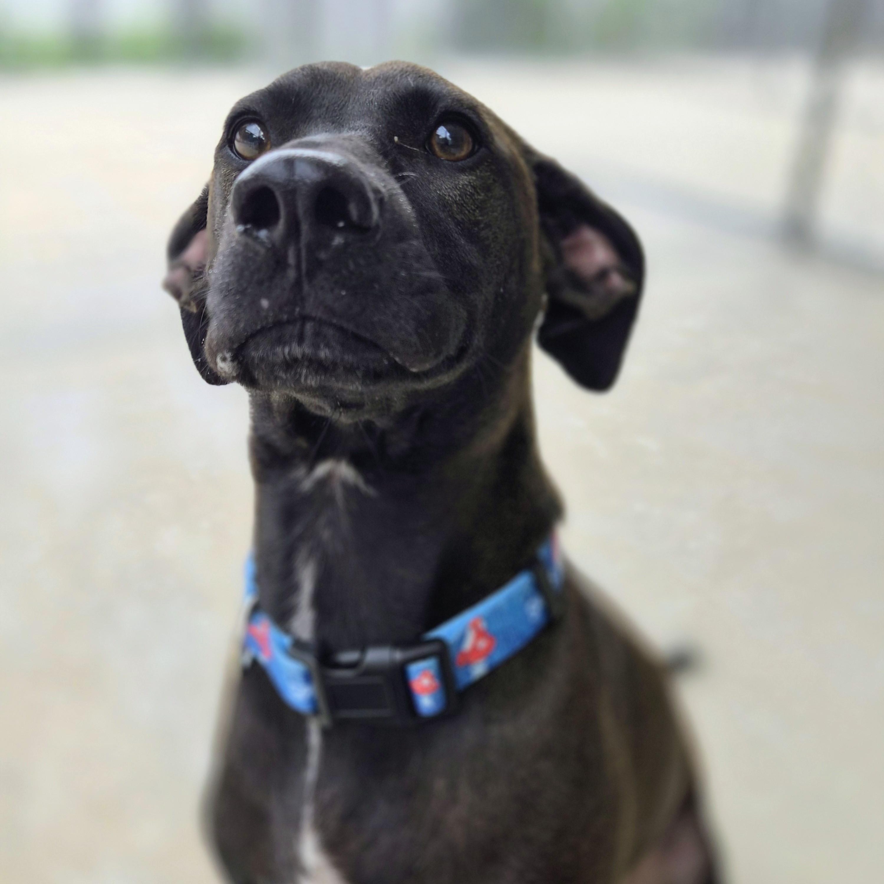 Finn, a ADOPTABLE mixed breed in Cornelius, NC image 2/6