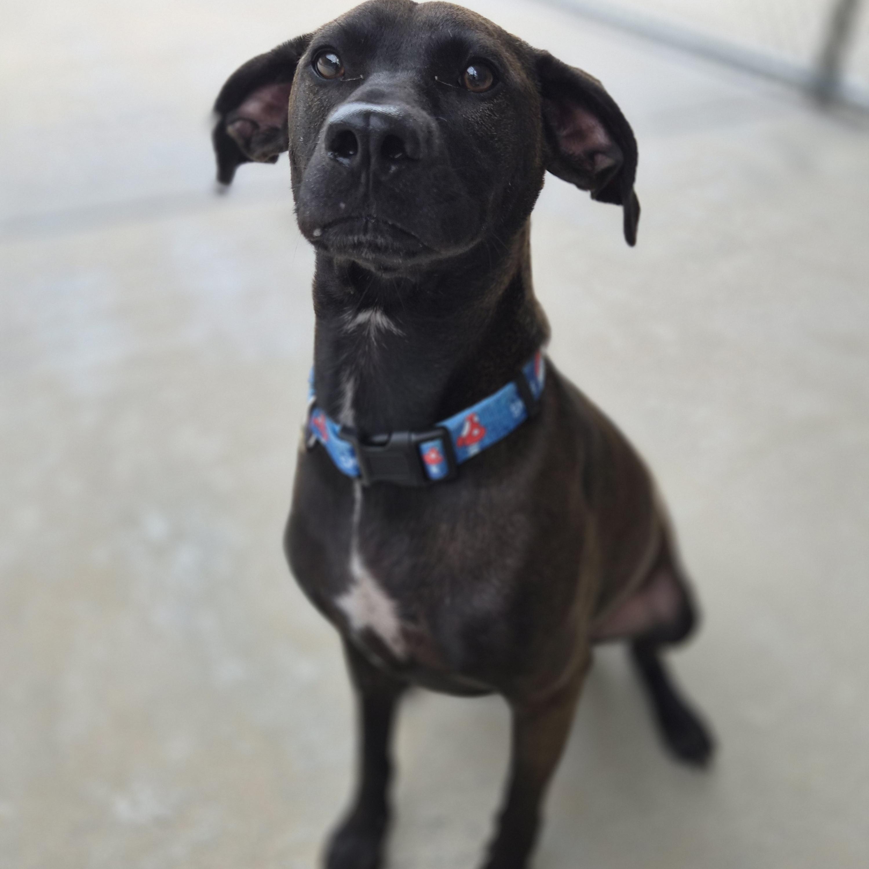 Finn, a ADOPTABLE mixed breed in Cornelius, NC image 5/6