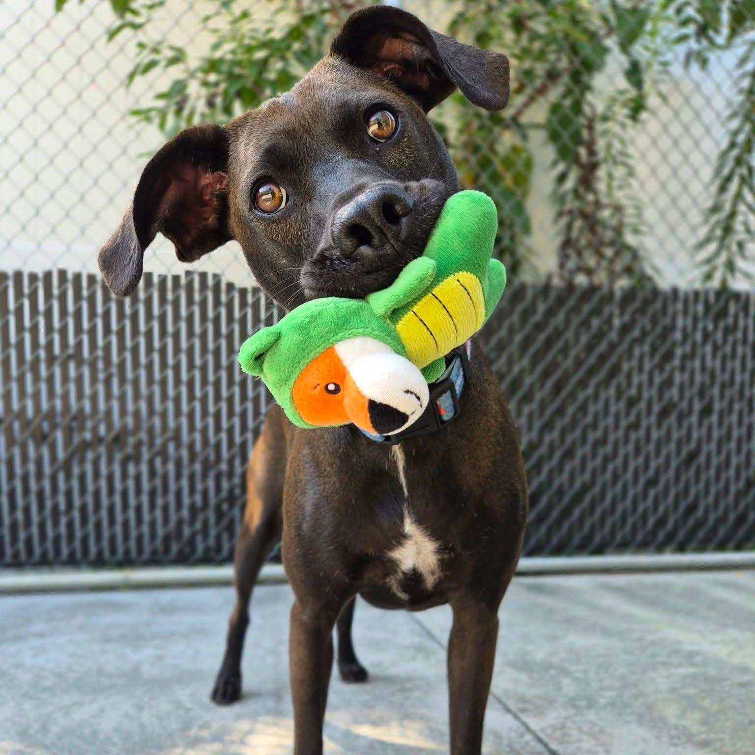 Enlarge Finn, a Adoptable mixed breed in Cornelius, NC image 1/6
