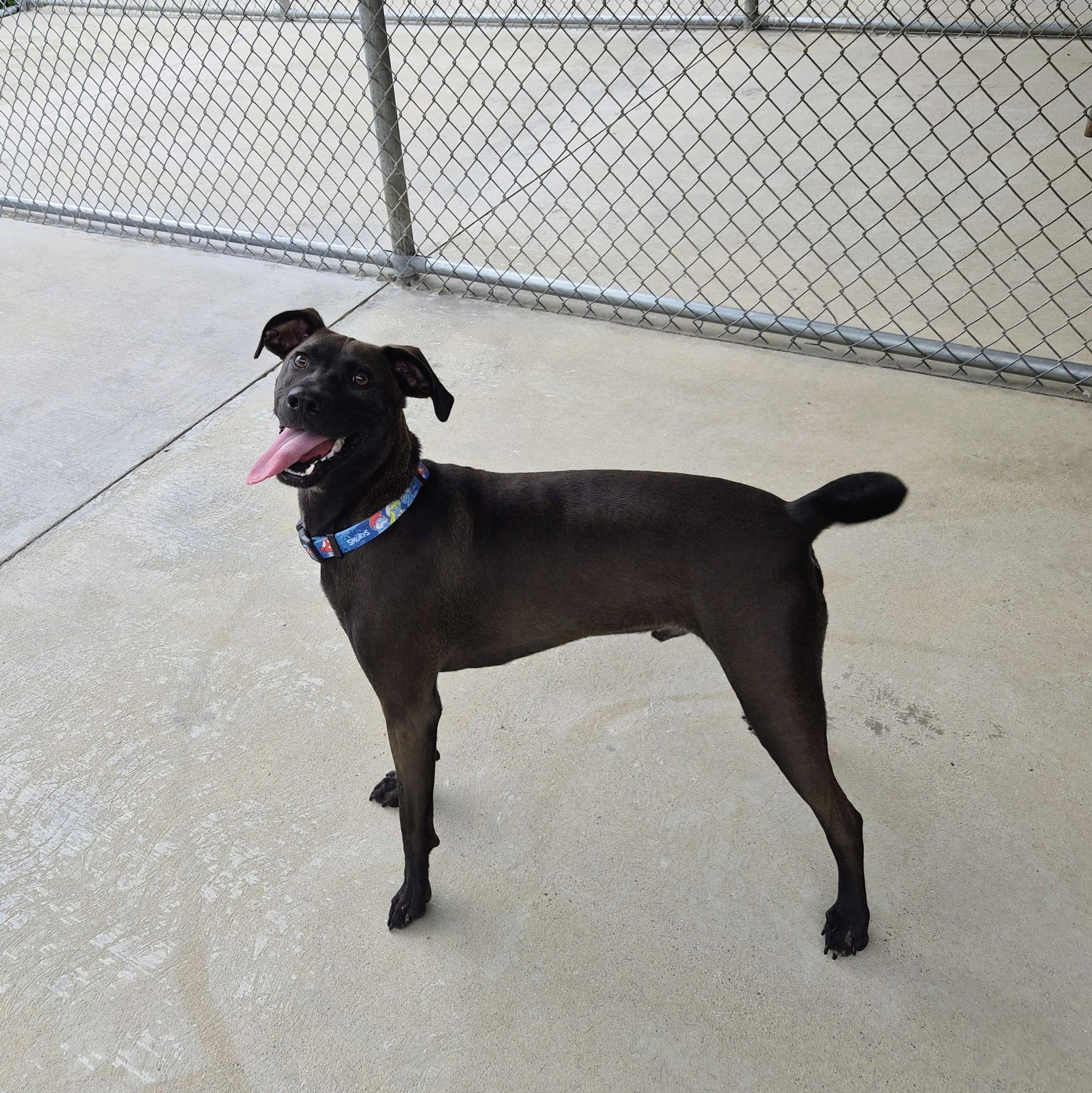 Finn, a ADOPTABLE mixed breed in Cornelius, NC image 3/6