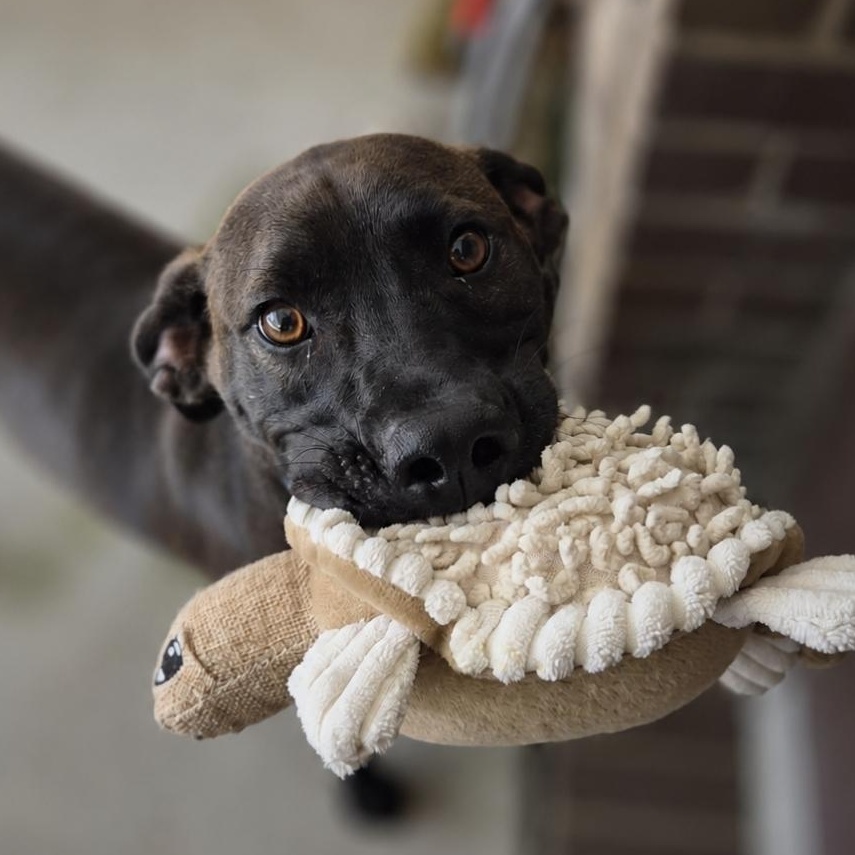 Finn, ADOPTABLE, Young Male Mountain Cur & Black Labrador Retriever.
