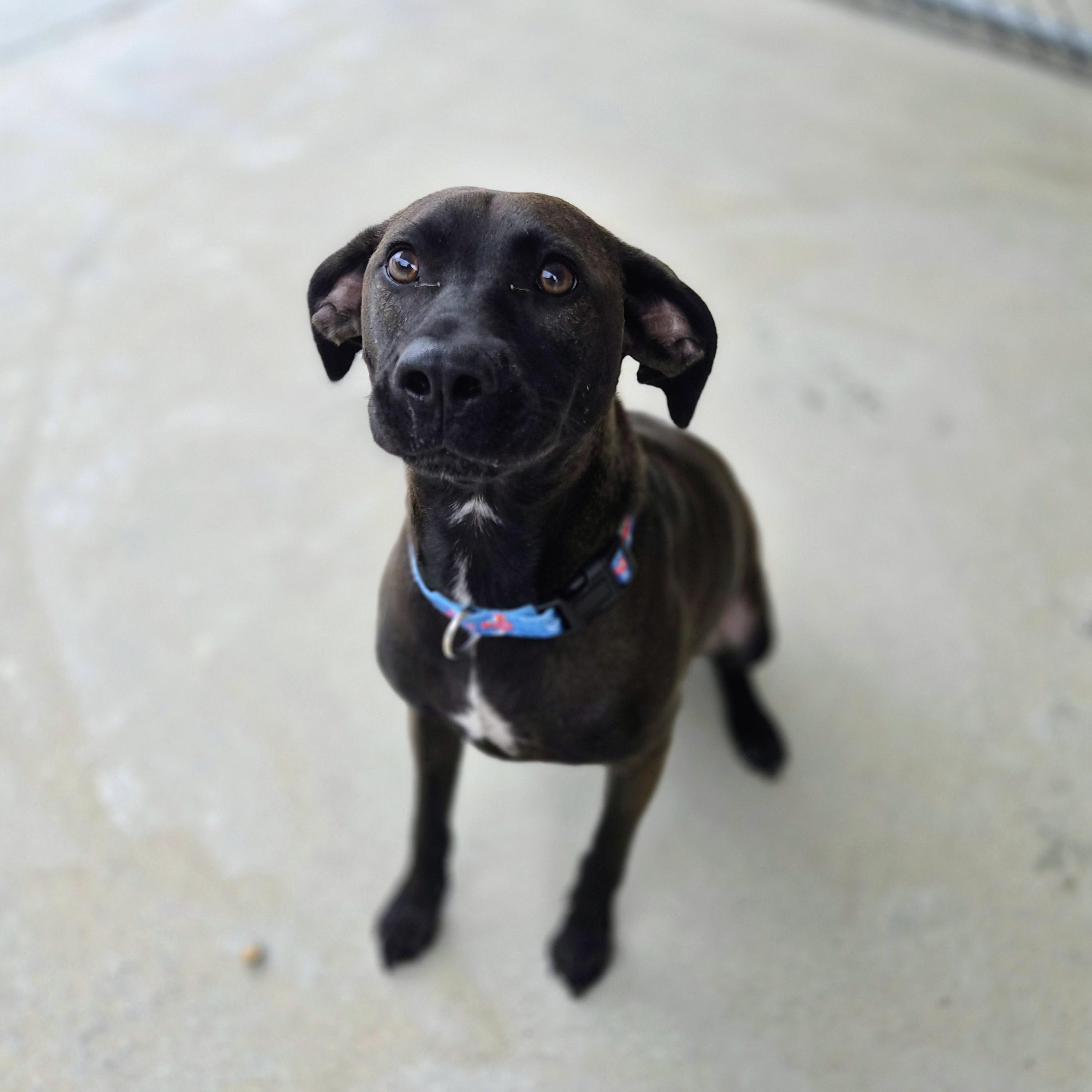 Finn, a ADOPTABLE mixed breed in Cornelius, NC image 4/6