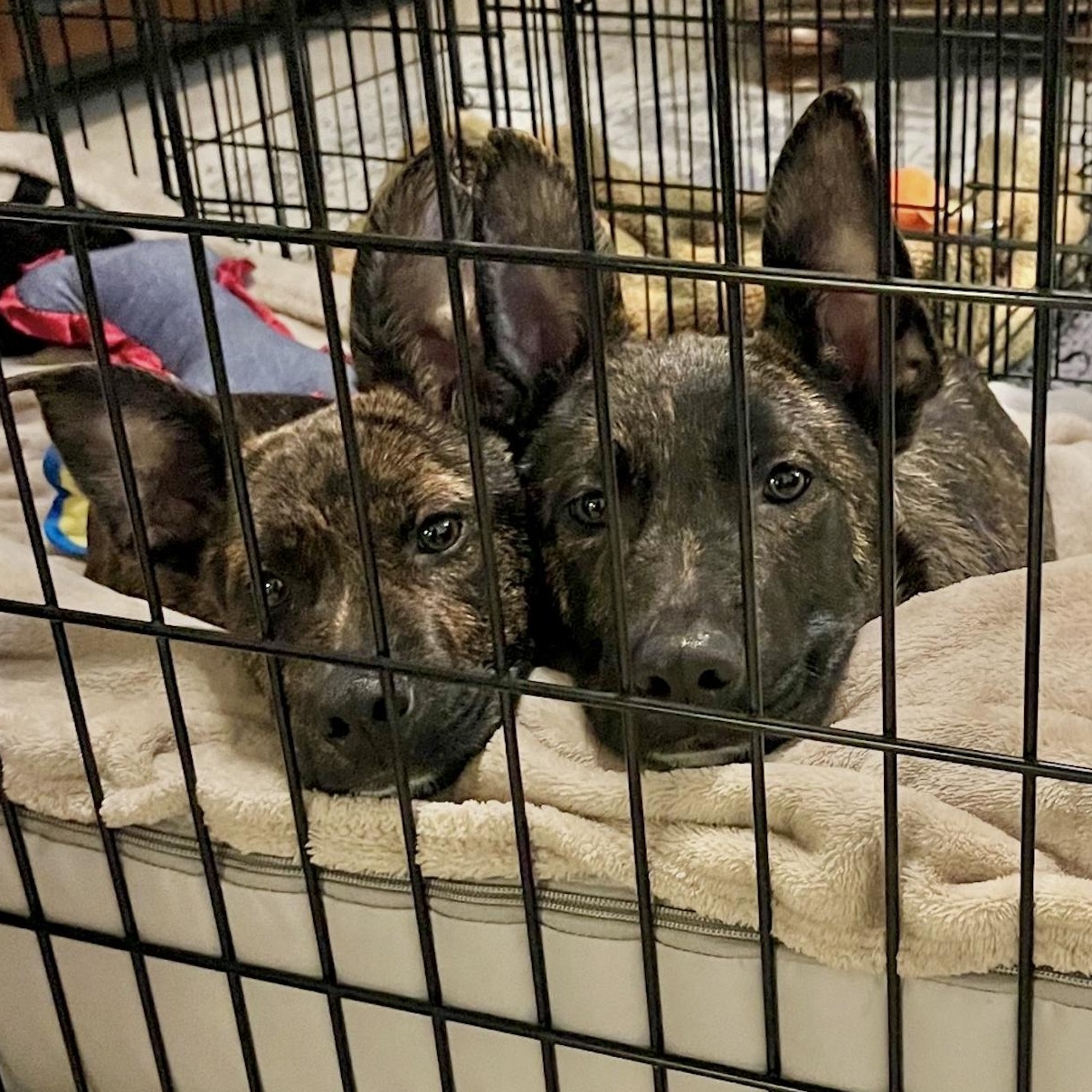 Chase — thumbnail 2