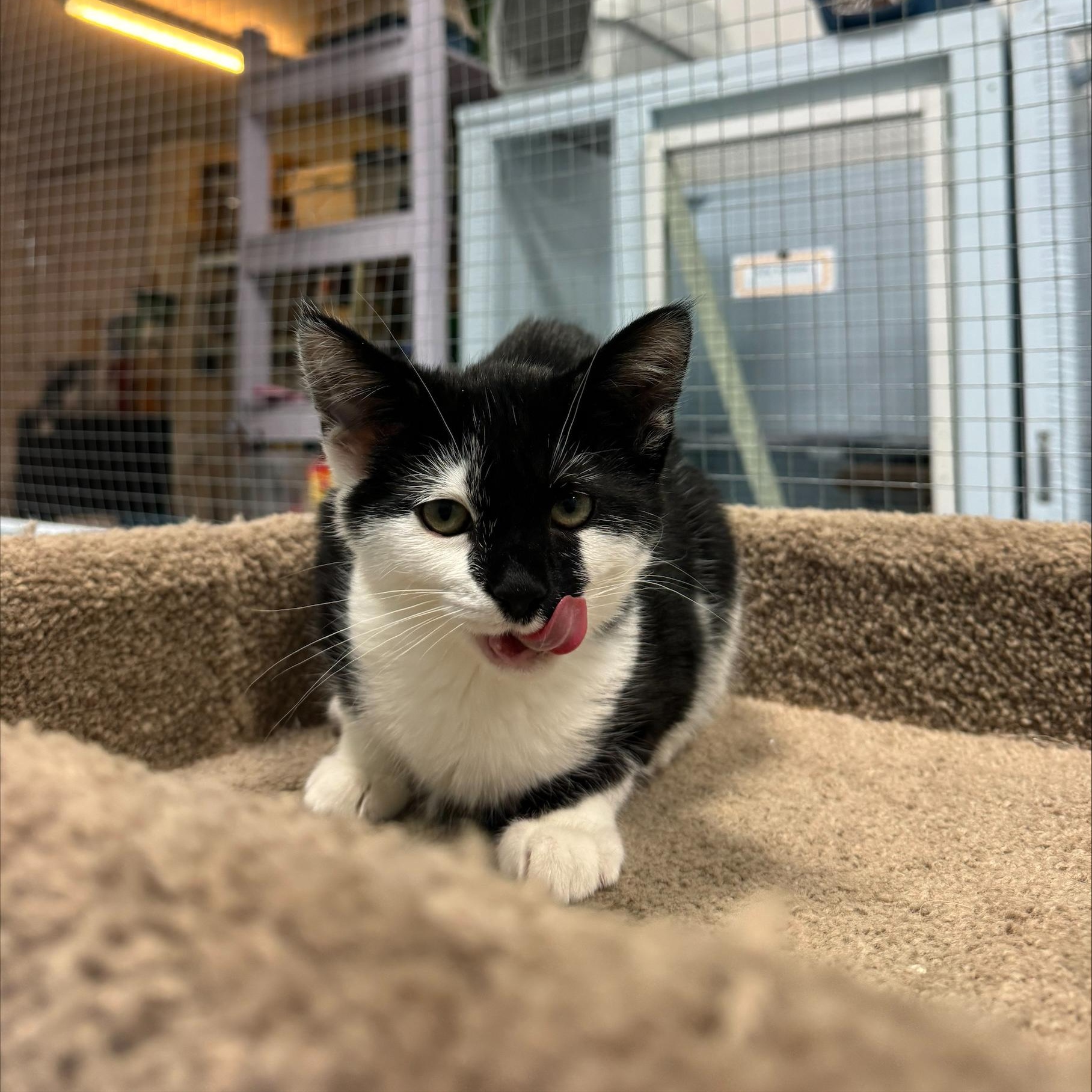 Enlarge Ella, an adopted Domestic Short Hair in Mission, BC image 1/1