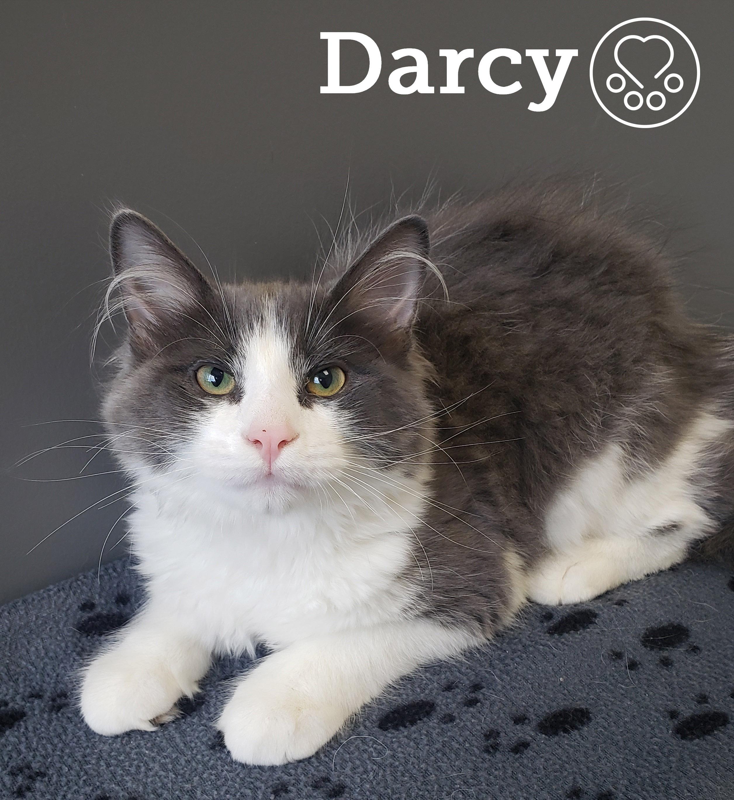 Darcy, an adopted Domestic Medium Hair in Anjou, QC image 1/2