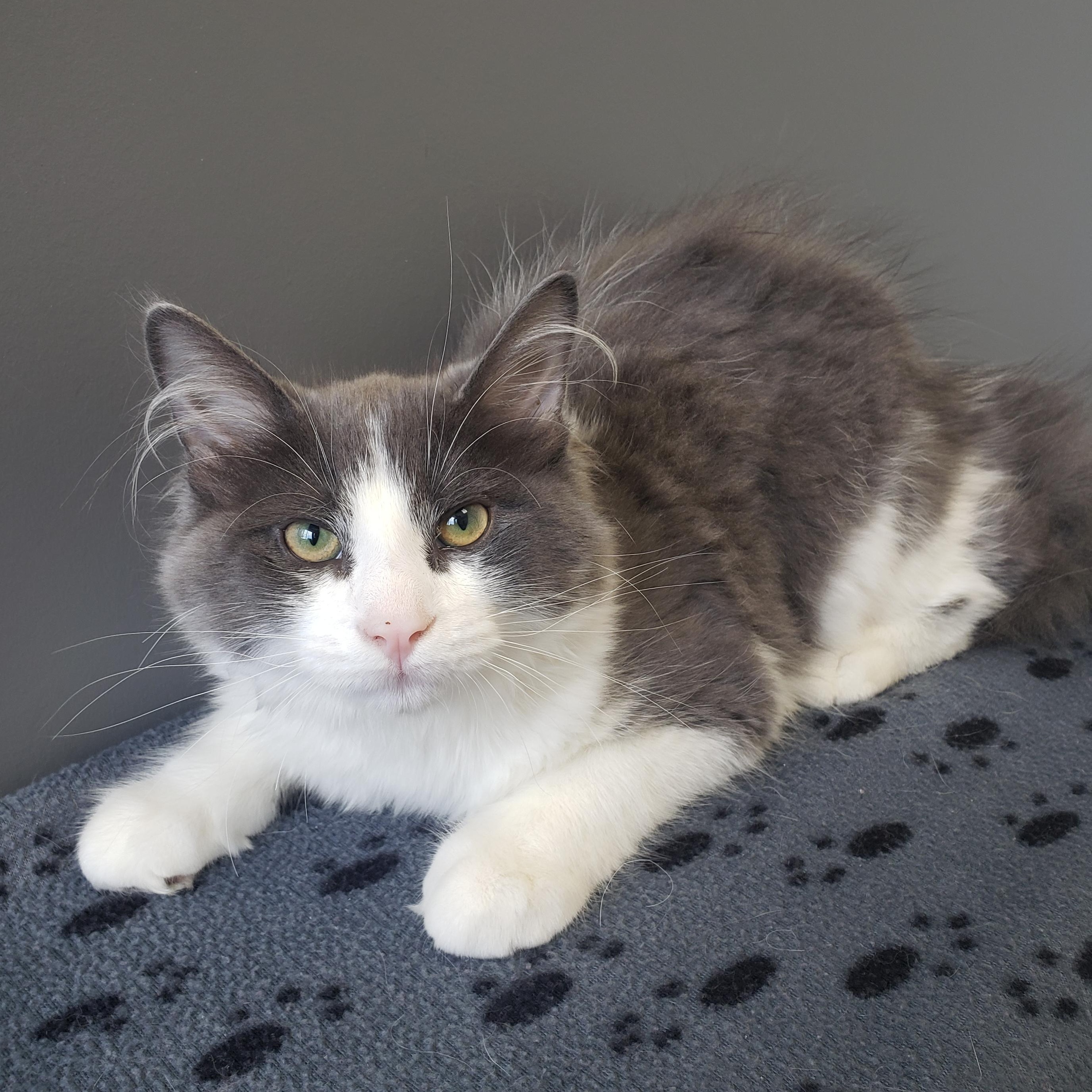 Darcy, an adopted Domestic Medium Hair in Anjou, QC image 2/2