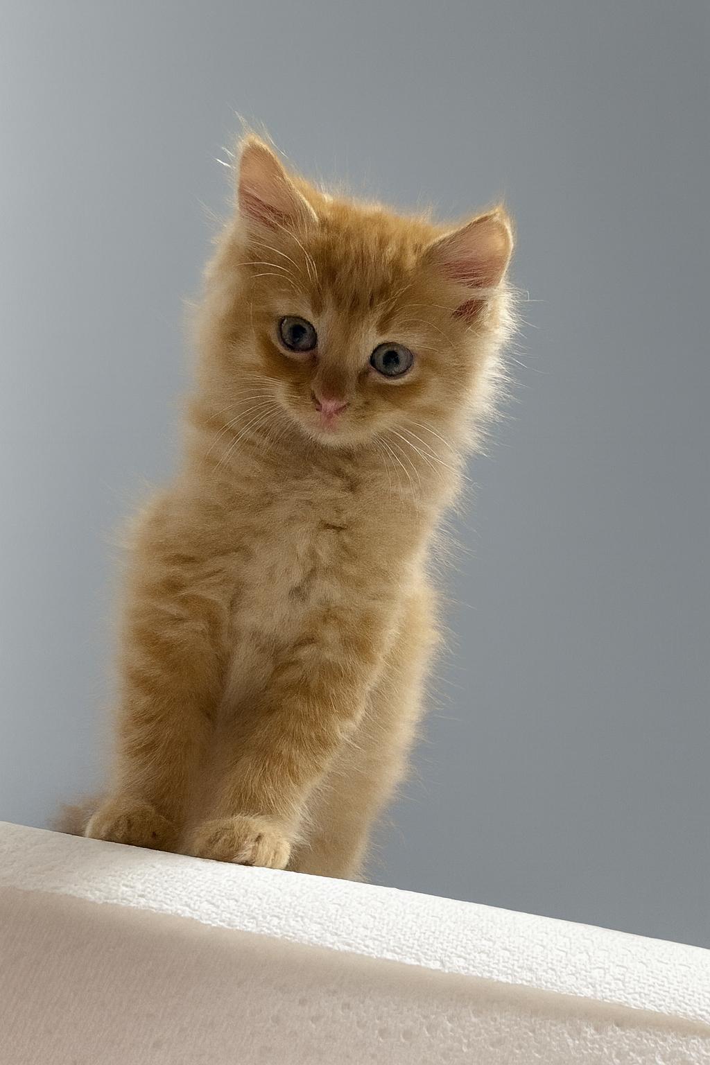 Congnac, Adopted, Young Male Domestic Medium Hair.