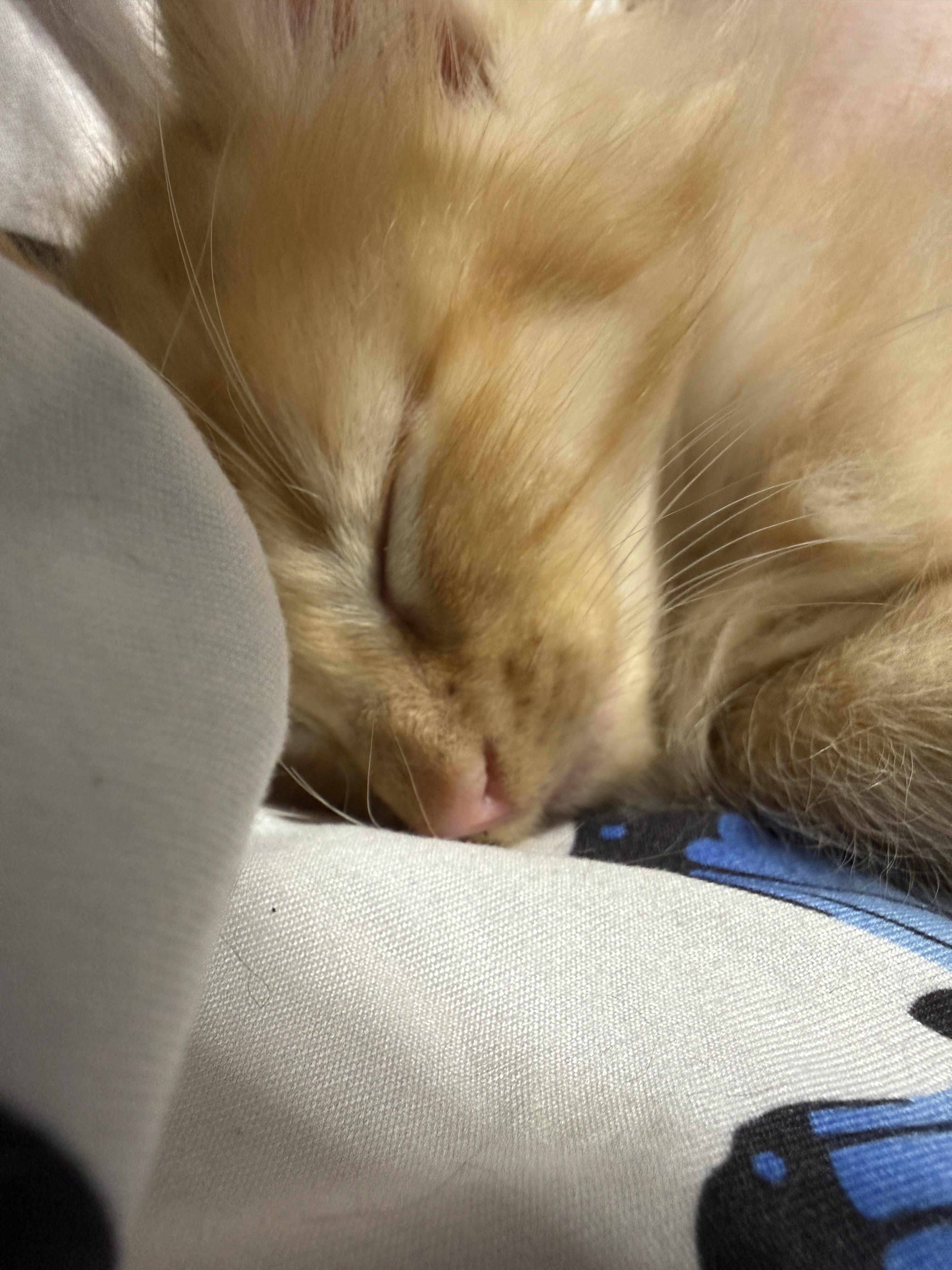 Enlarge Congnac, a Adopted Domestic Medium Hair in Irmo, SC image 2/3