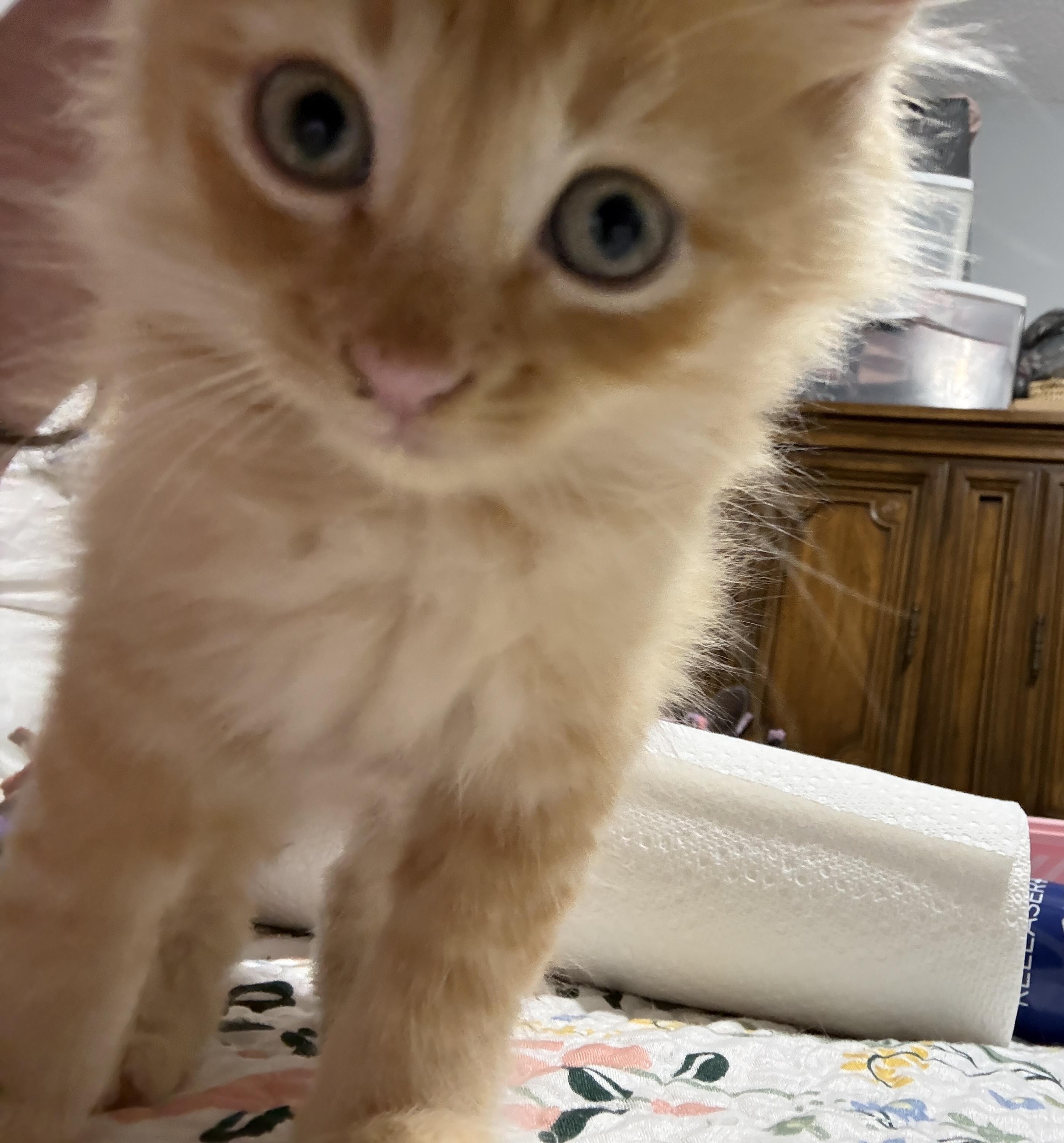 Enlarge Congnac, a Adopted Domestic Medium Hair in Irmo, SC image 3/3