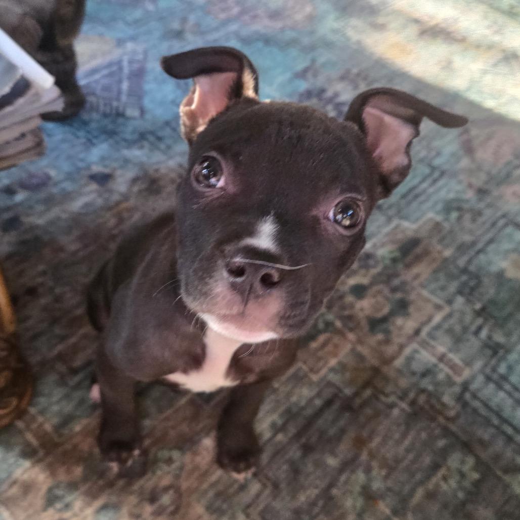 Bohdi, Adoptable, Puppy Male Pit Bull Terrier.