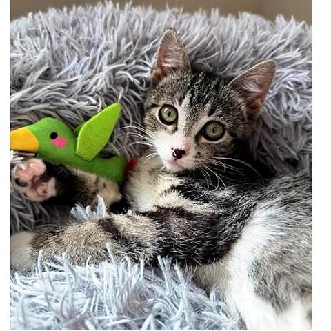 Enlarge Freckle, an adopted Tabby in Salt Lake City, UT image 1/1