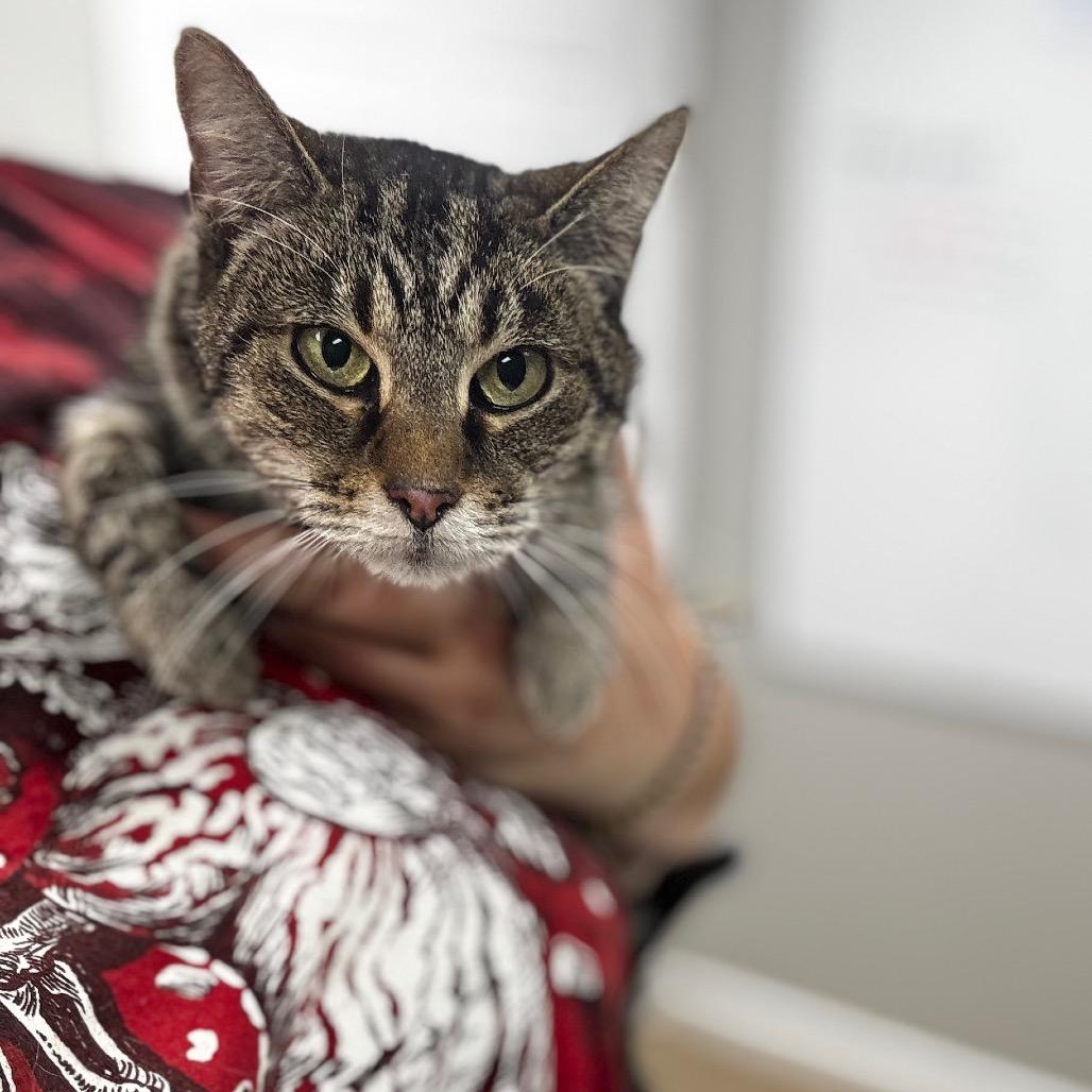 Iris, Adoptable, Senior Female Domestic Short Hair.