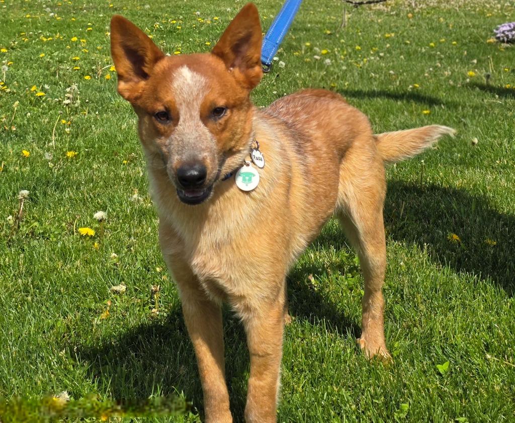 Enlarge Riff, a Adoptable mixed breed in North Syracuse, NY image 1/2