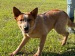 Enlarge Riff, a Adoptable mixed breed in North Syracuse, NY image 2/2