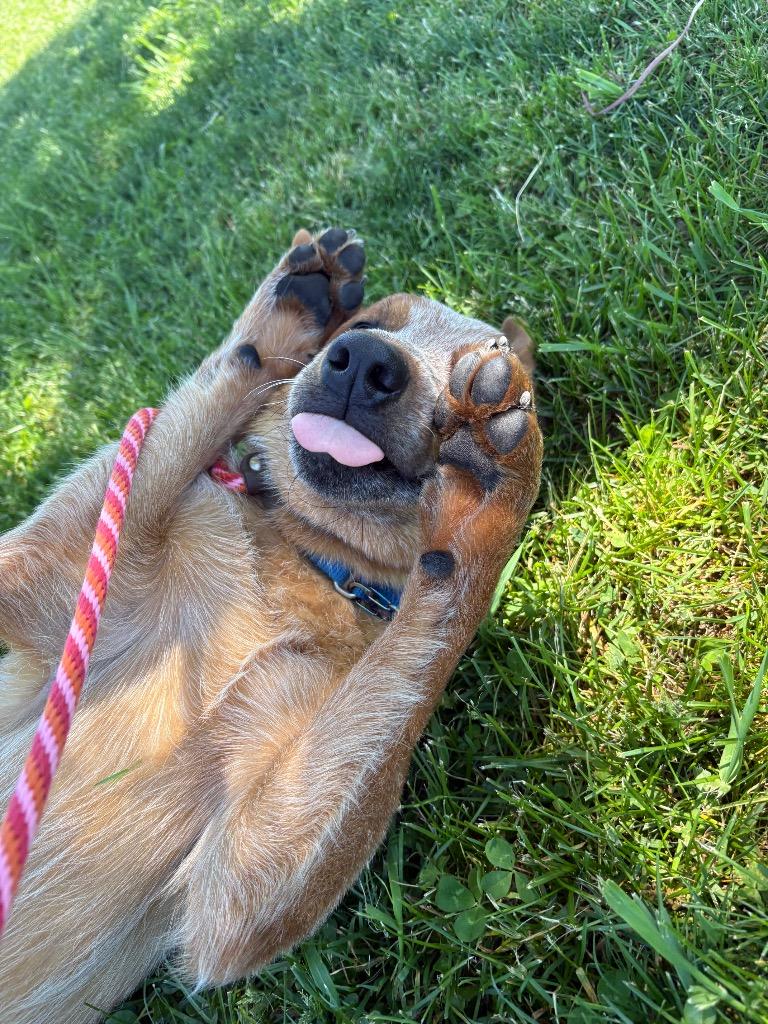 Enlarge Riff, a Adoptable mixed breed in North Syracuse, NY image 3/6