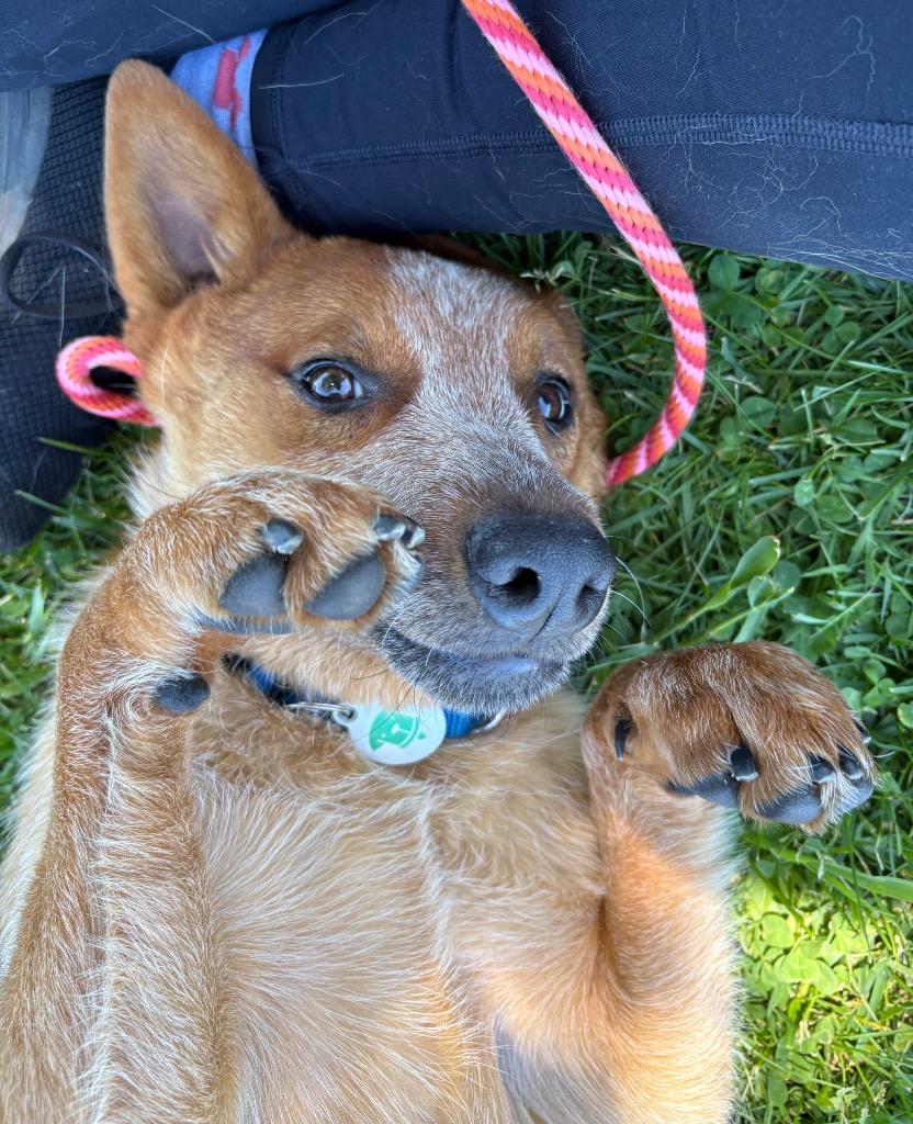 Enlarge Riff, a Adoptable mixed breed in North Syracuse, NY image 4/6