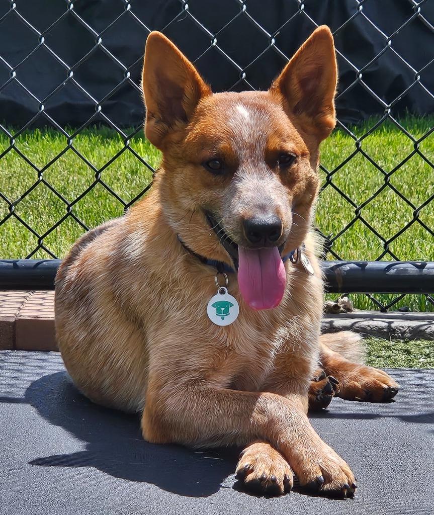 Enlarge Riff, a Adoptable mixed breed in North Syracuse, NY image 5/6
