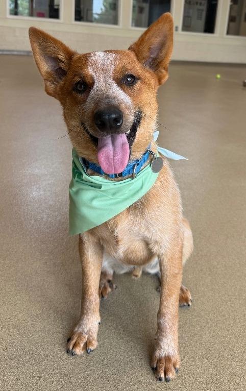 Riff, a Adoptable mixed breed in North Syracuse, NY image 6/6