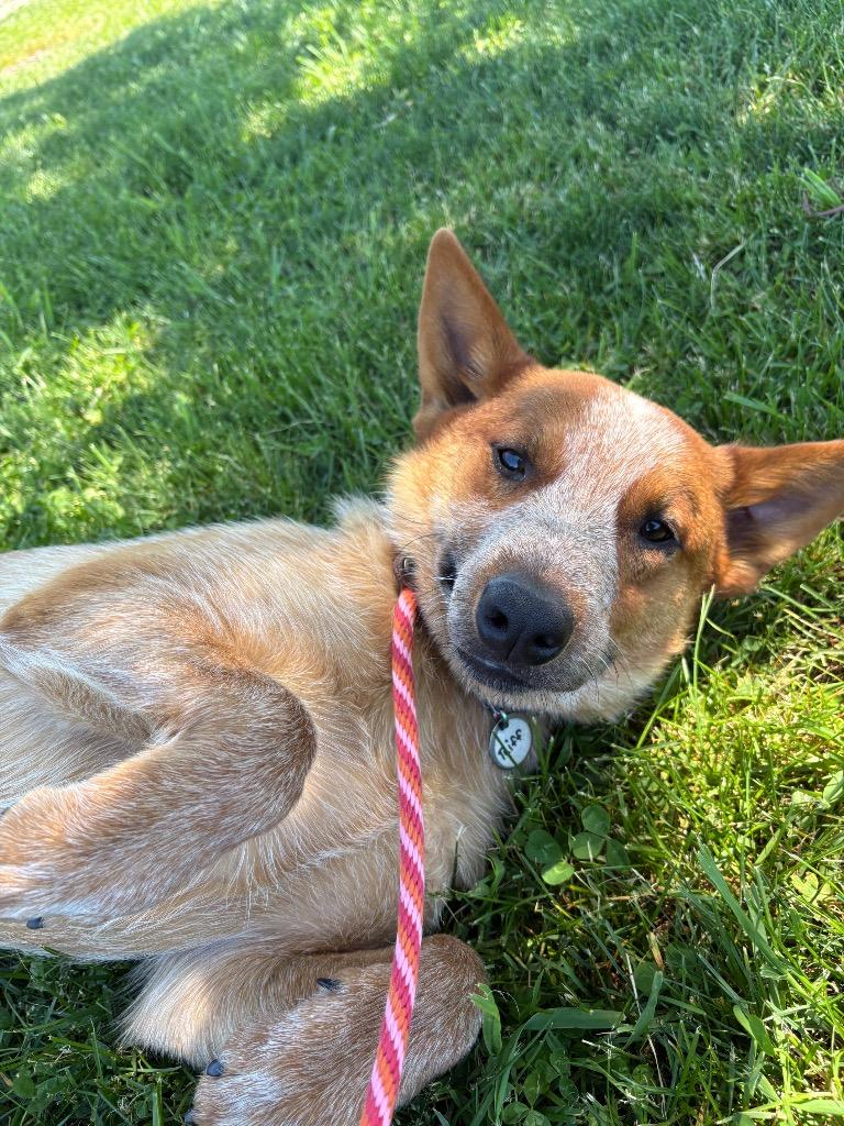 Enlarge Riff, a Adoptable mixed breed in North Syracuse, NY image 6/6