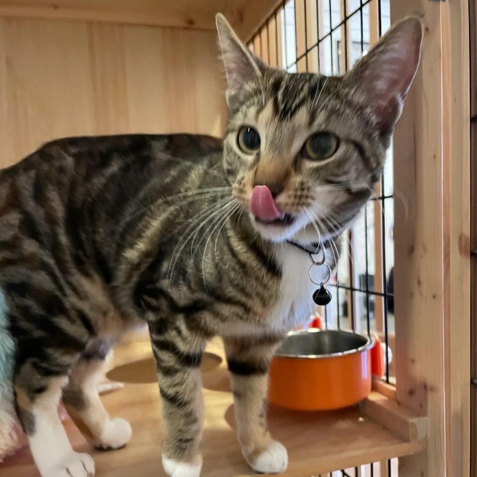 Civi, Adoptable, Young Female Domestic Short Hair.