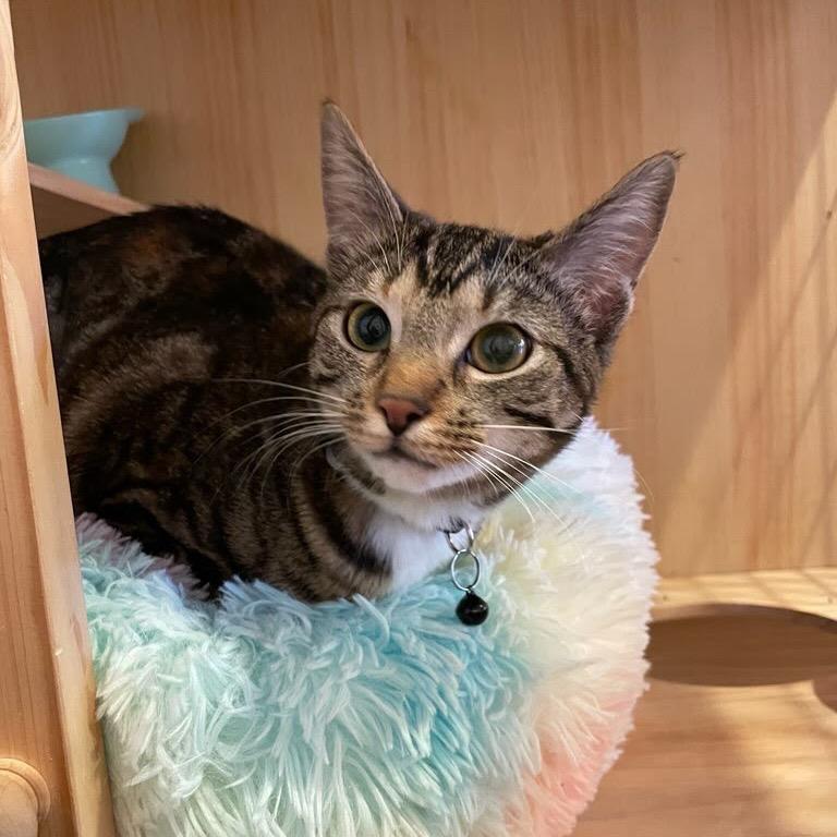 Enlarge Civi, a Adoptable Domestic Short Hair in Costa Mesa, CA image 2/3