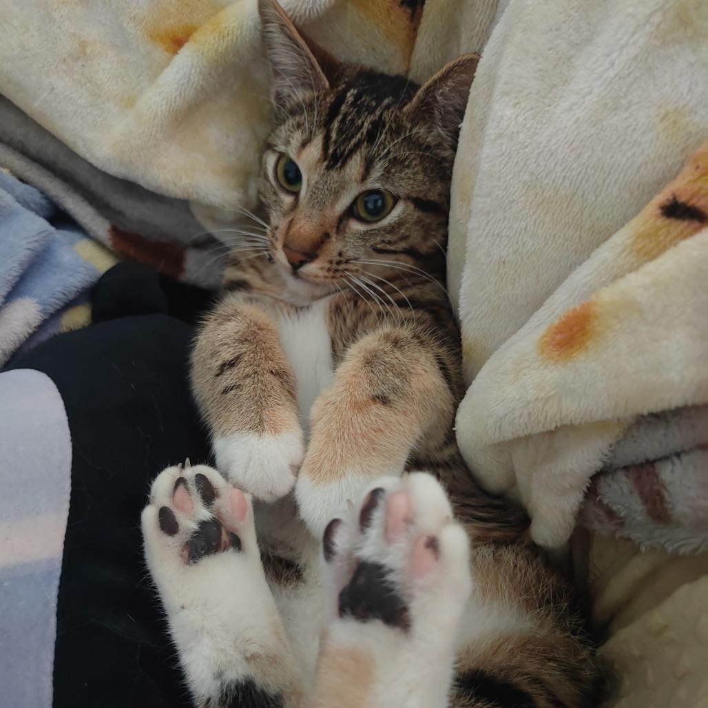 Enlarge Civi, a Adoptable Domestic Short Hair in Costa Mesa, CA image 3/3