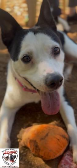 Enlarge Moxie, a Adoptable mixed breed in Shasta Lake, CA image 2/3