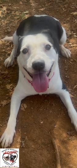 Enlarge Moxie, a Adoptable mixed breed in Shasta Lake, CA image 3/3