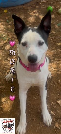 Moxie, Adoptable, Adult Female Cattle Dog.