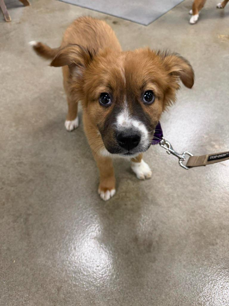 Enlarge Cassiopeia, a Adopted mixed breed in Raleigh, NC image 1/6