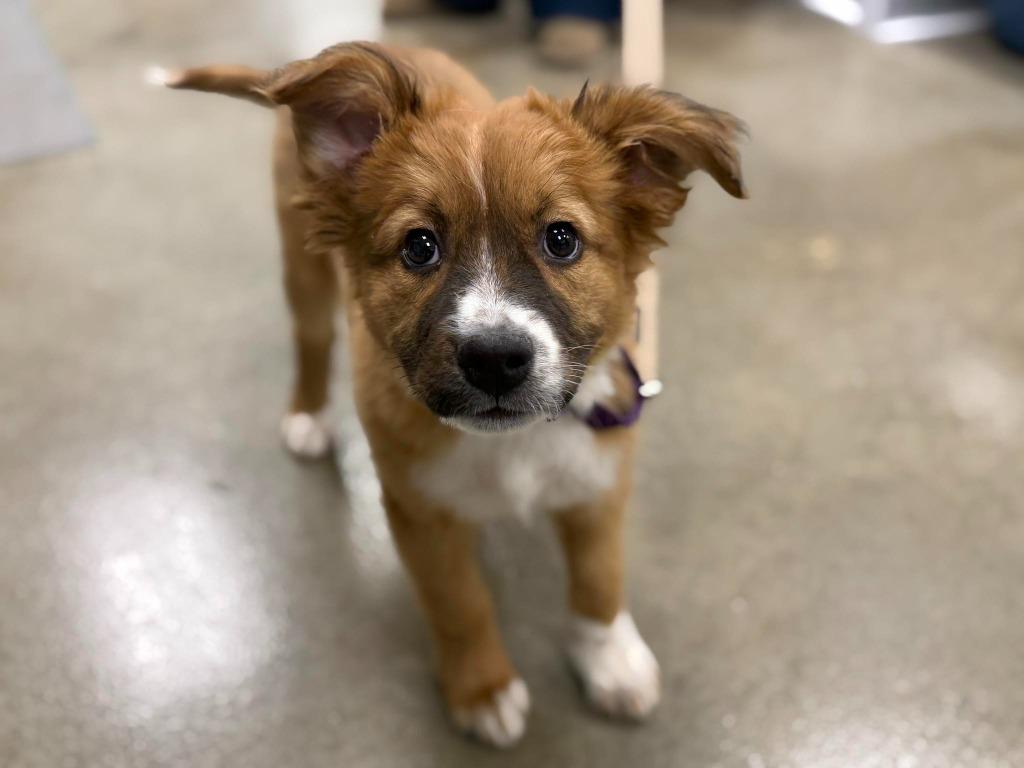 Enlarge Cassiopeia, a Adopted mixed breed in Raleigh, NC image 4/6