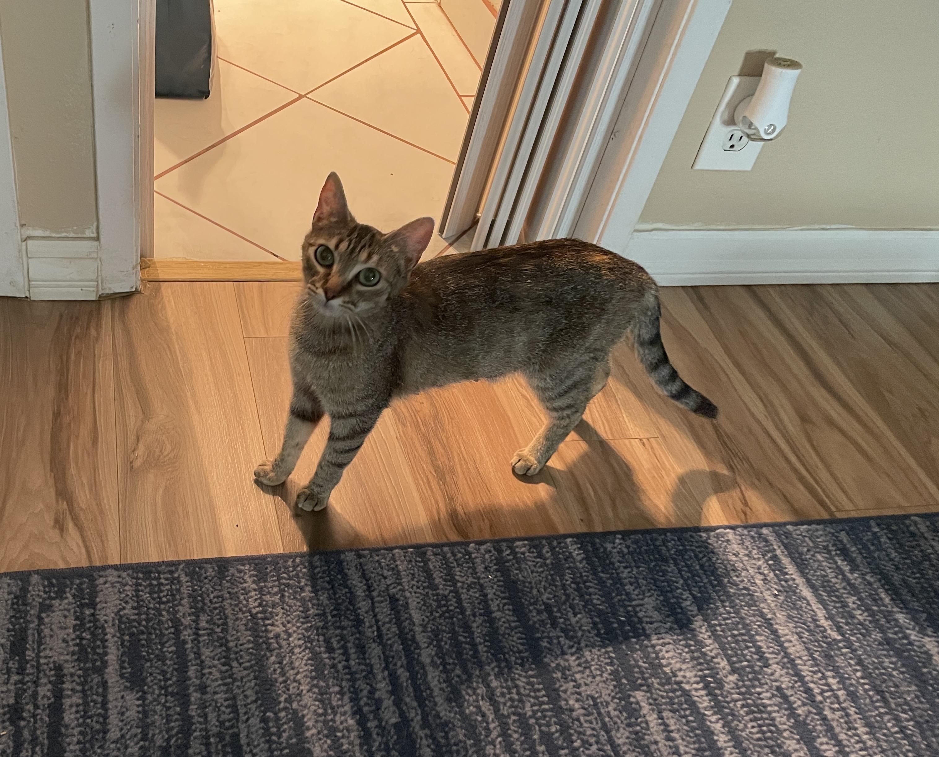 Gerdie, Adoptable, Adult Female Tabby.