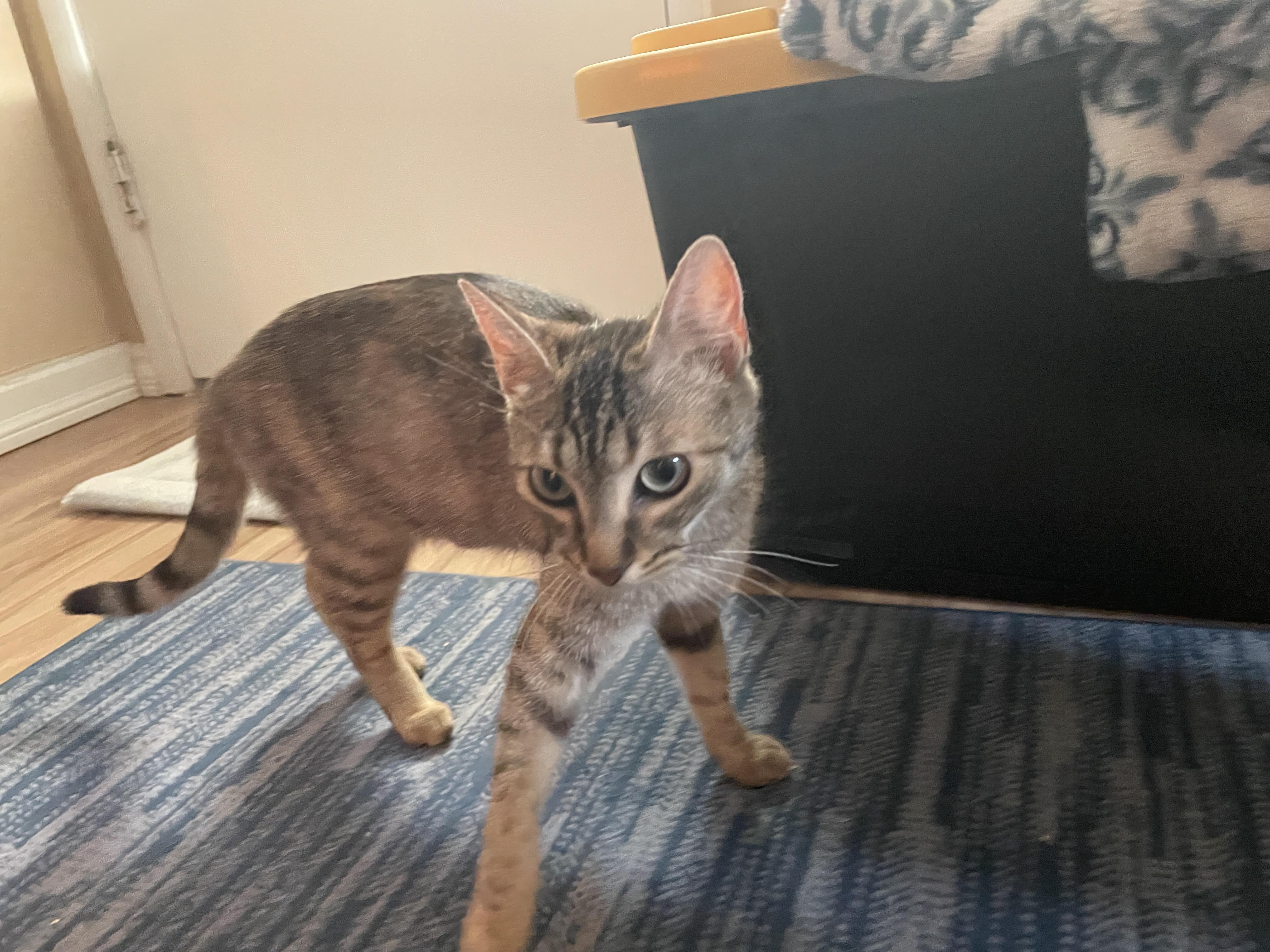 Enlarge Gerdie, a Adoptable Tabby in Fresno, CA image 2/4