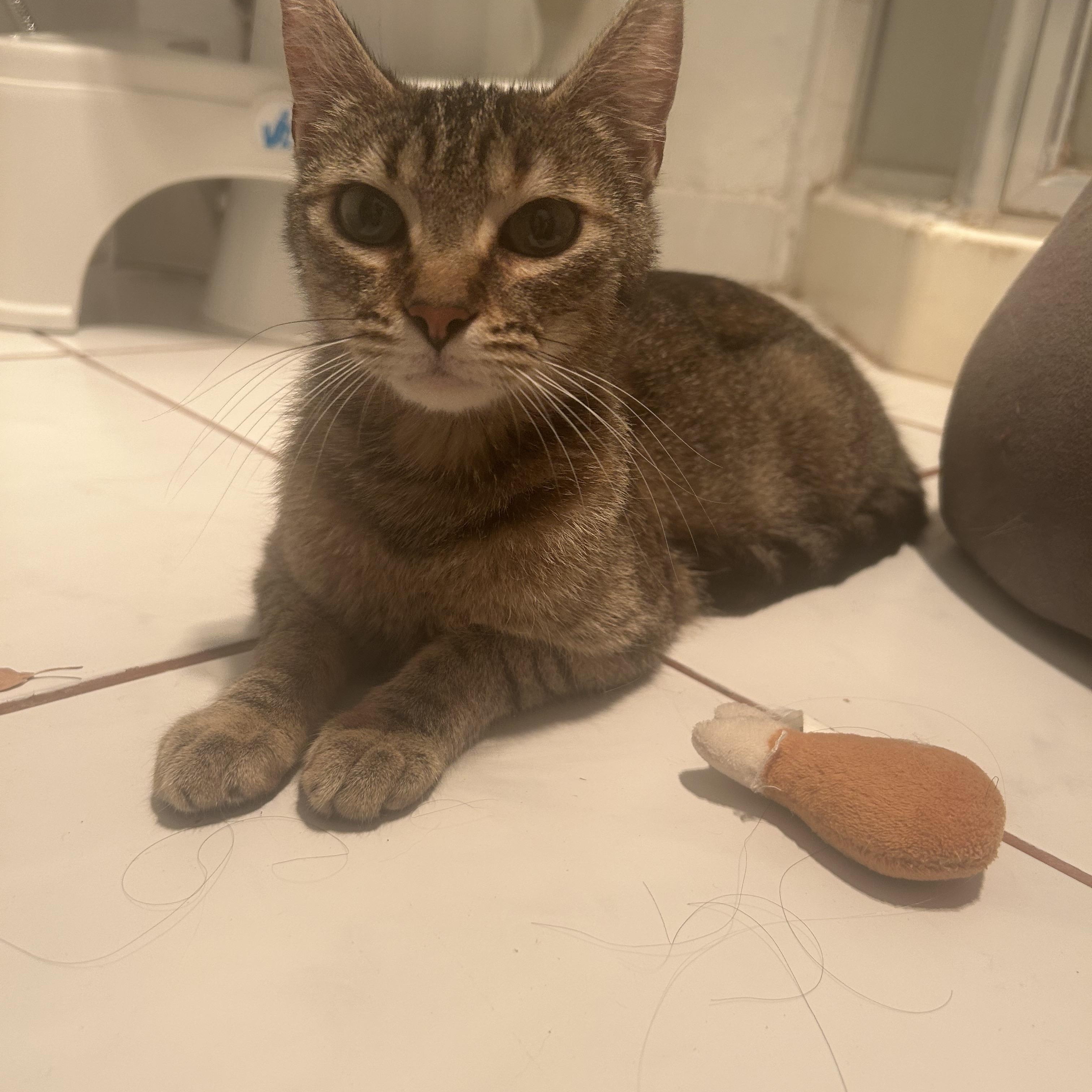 Enlarge Gerdie, a Adoptable Tabby in Fresno, CA image 4/4