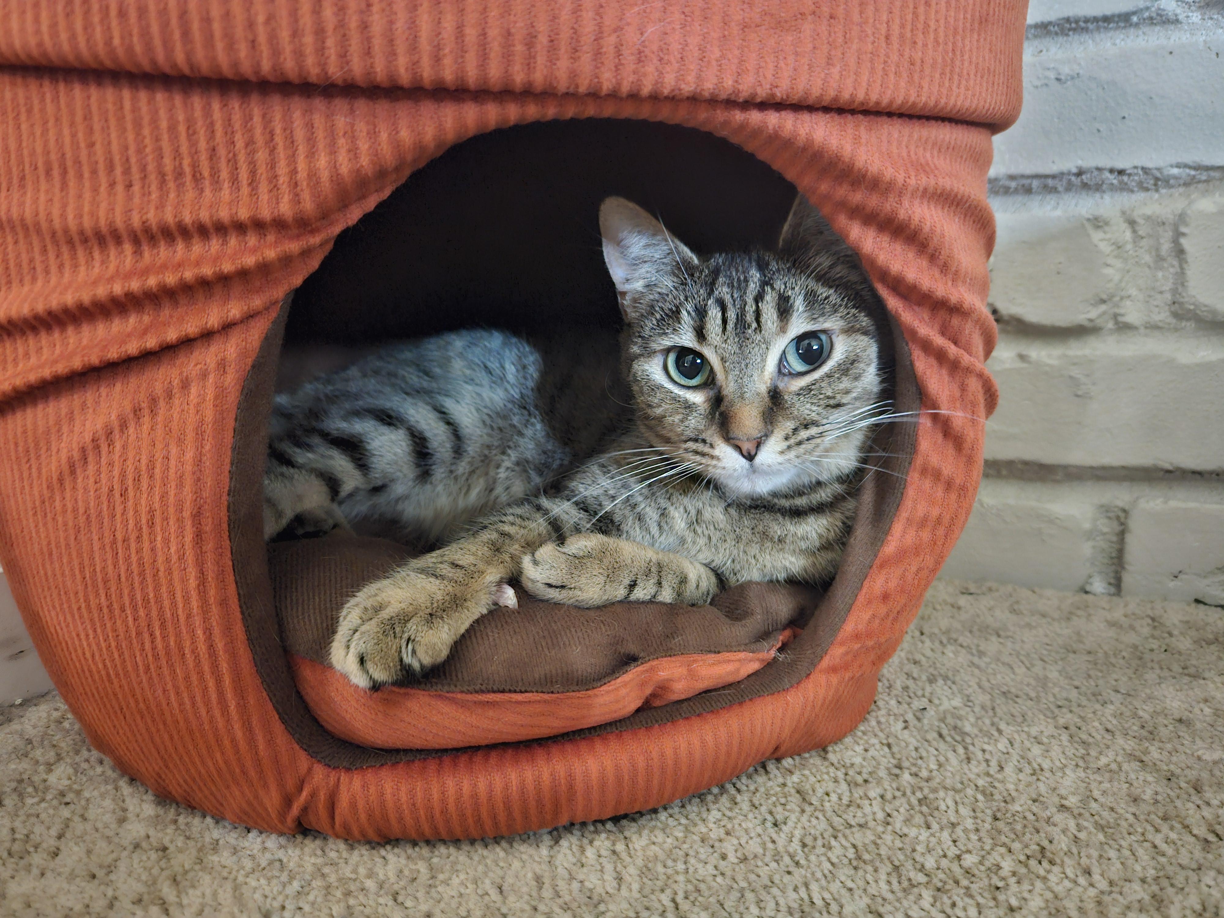 Enlarge Gerdie D, an adoptable Tabby in Fresno, CA image 2/6