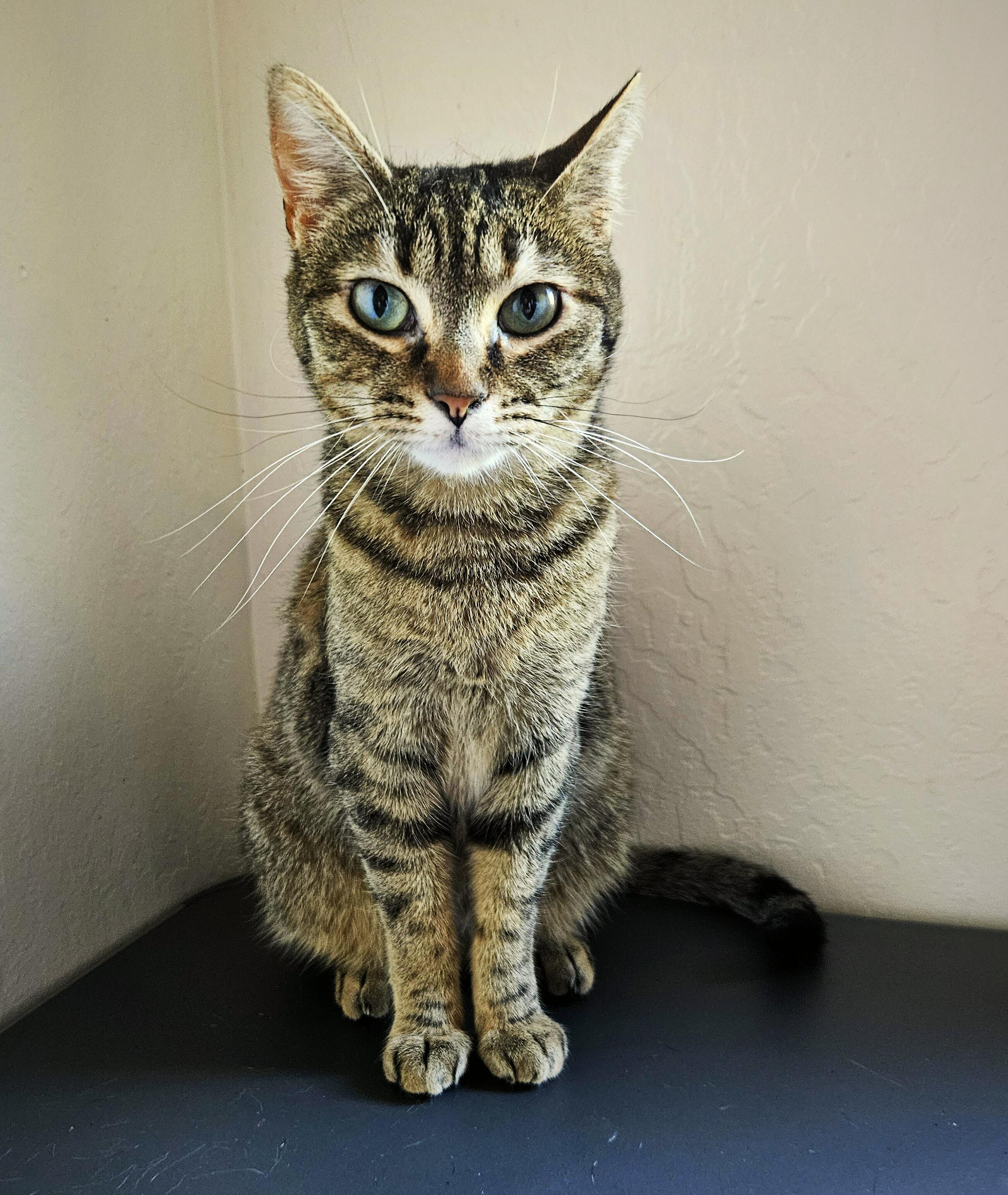 Enlarge Gerdie D, an adoptable Tabby in Fresno, CA image 1/6