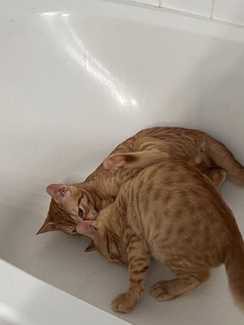 Hilo, Adoptable, Kitten Male Domestic Short Hair.