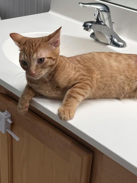 Enlarge Hilo, a Adoptable Domestic Short Hair in Colmar, PA image 2/4