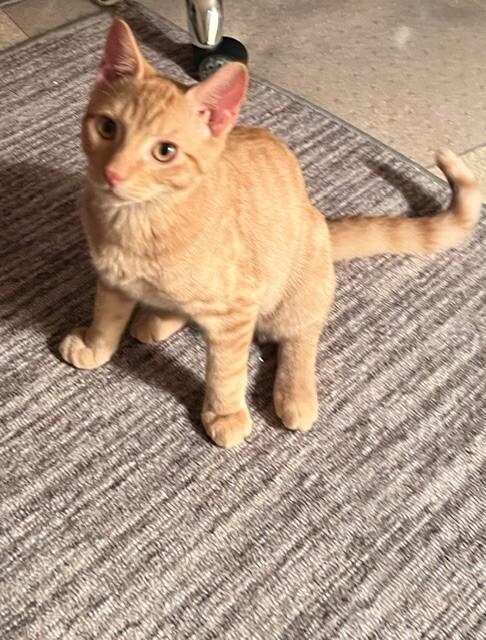 Enlarge Hilo, a Adoptable Domestic Short Hair in Colmar, PA image 3/4