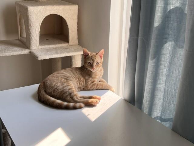 Enlarge Hilo, a Adoptable Domestic Short Hair in Colmar, PA image 4/4
