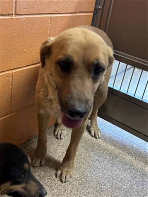 BLONDIE, Adoptable, Young Female Rottweiler & Mixed Breed.