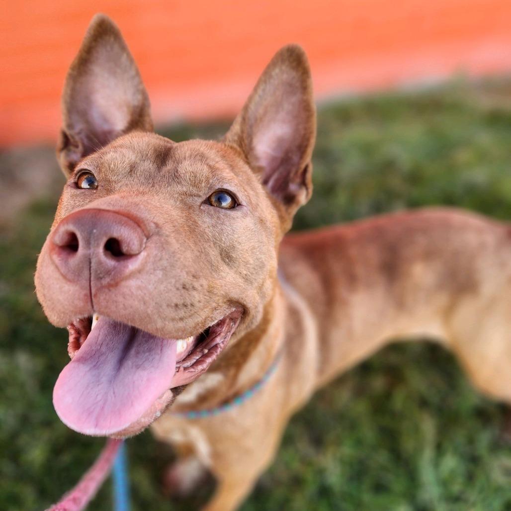 Woven Wheat, a Adoptable Terrier in St. Louis, MO image 2/6