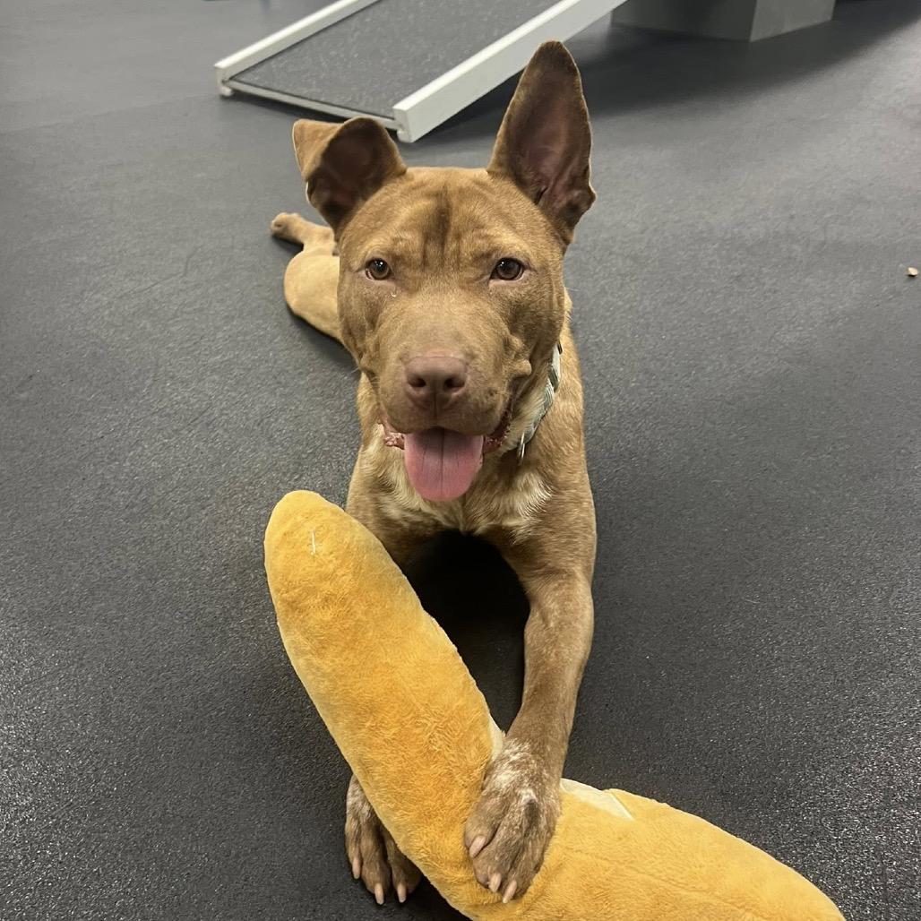 Woven Wheat, a Adoptable Terrier in St. Louis, MO image 4/6