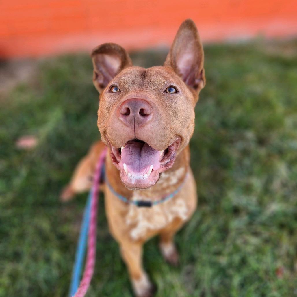 Woven Wheat, a Adoptable Terrier in St. Louis, MO image 6/6